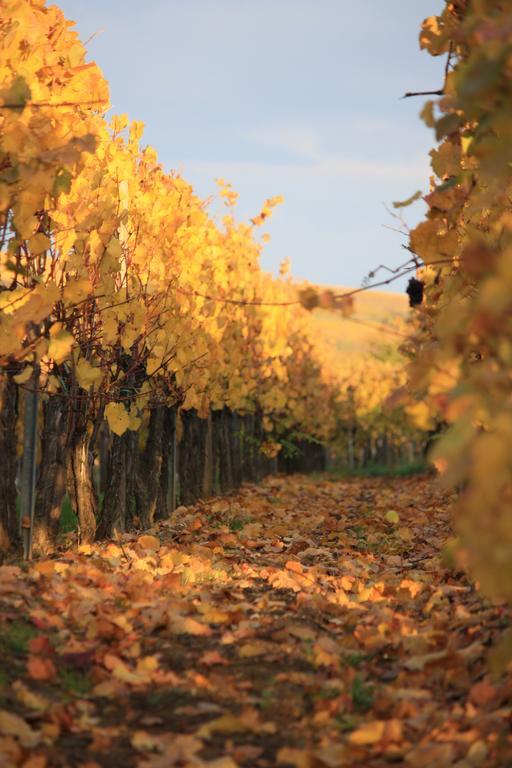 Gites Des Dix Vins Dangolsheim Kültér fotó